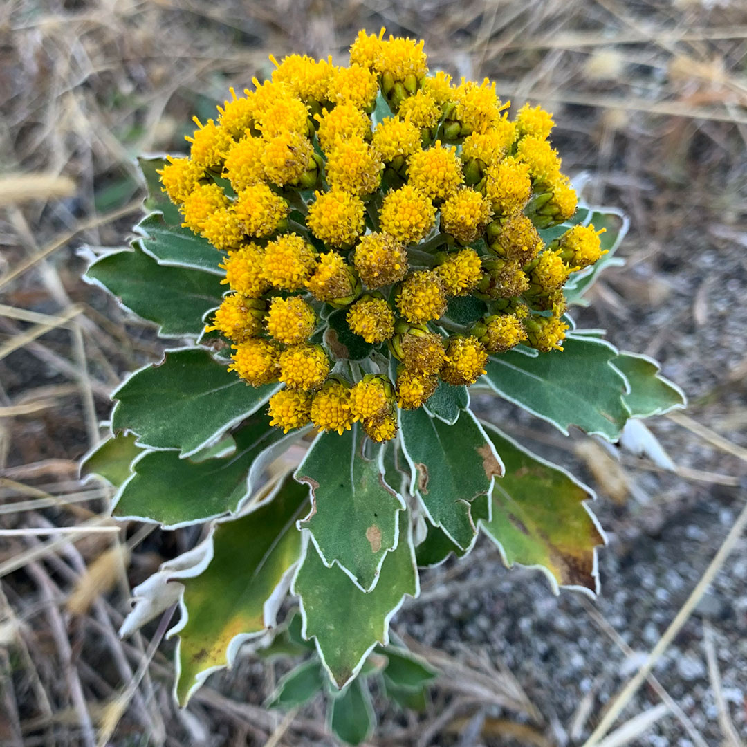 イソギク（全体）