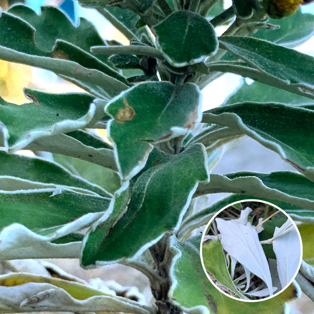 イソギク（葉）