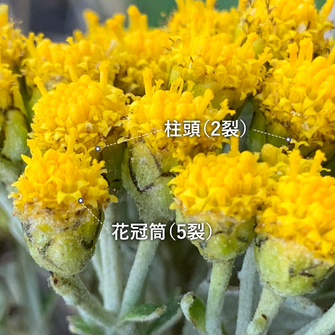 イソギク（花）