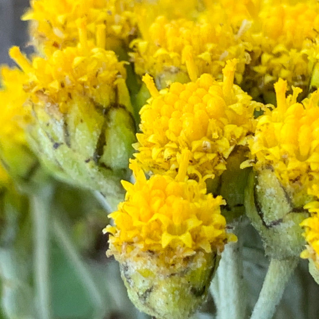 イソギク（総苞片）