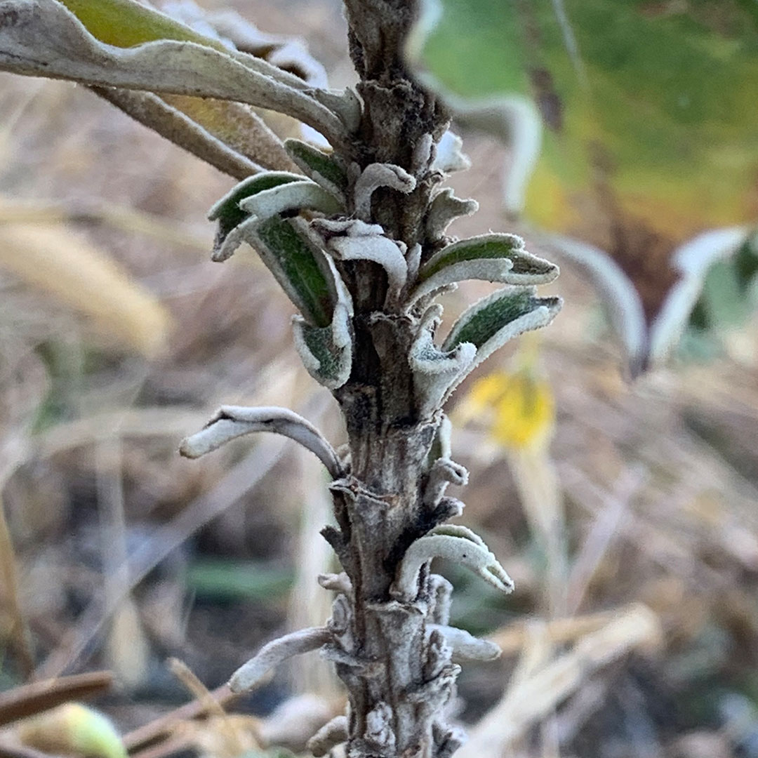 イソギク（茎）