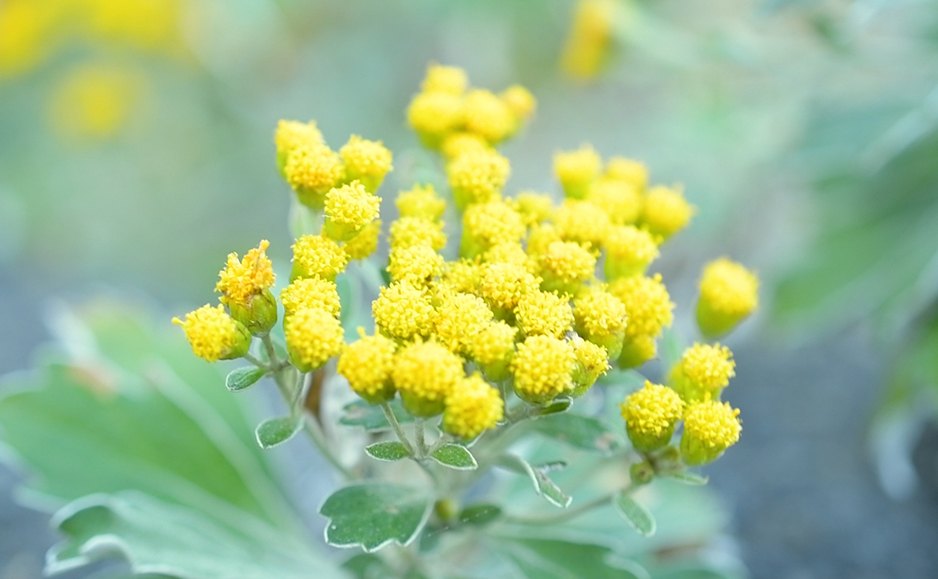 イソギク（花）