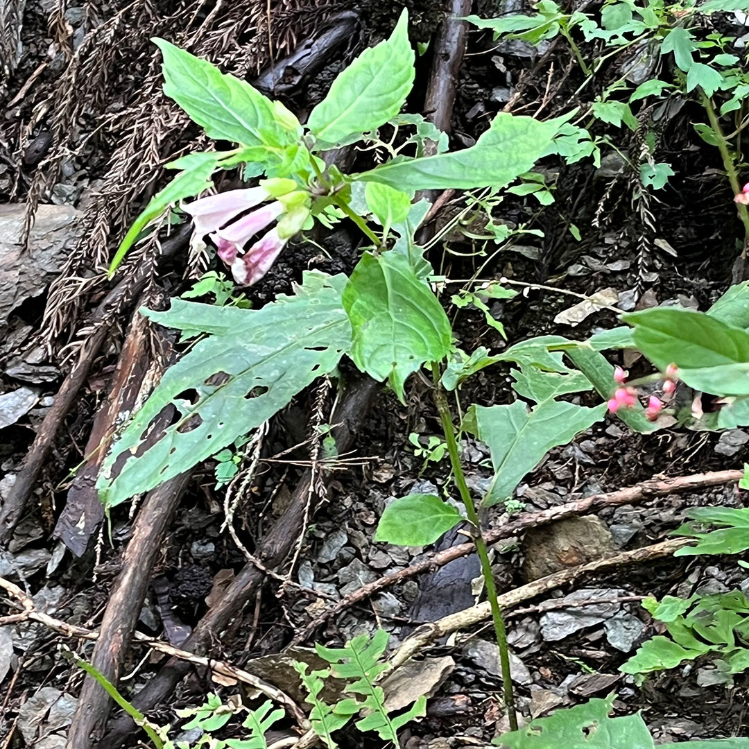 ジャコウソウ（全体）