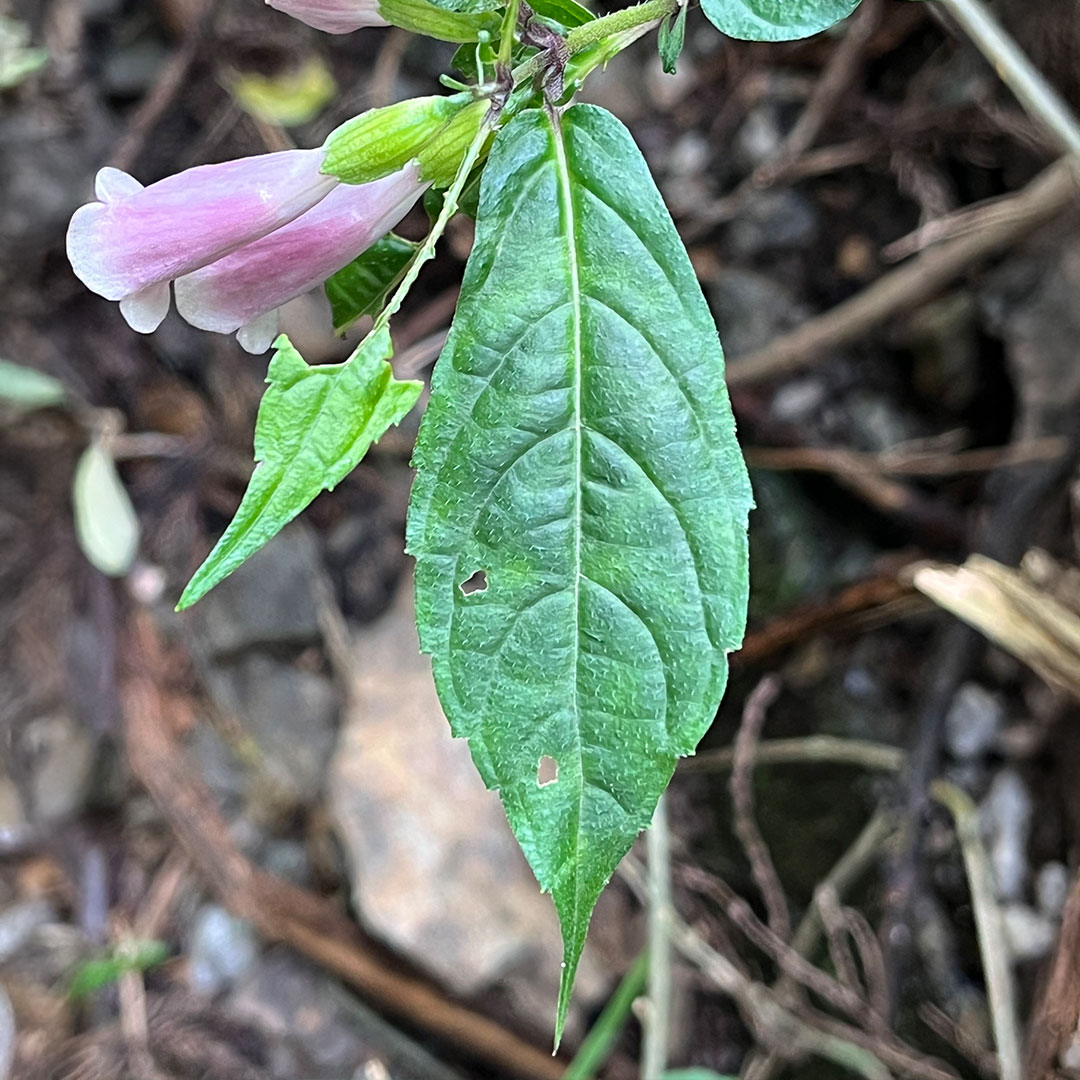 ジャコウソウ（葉）