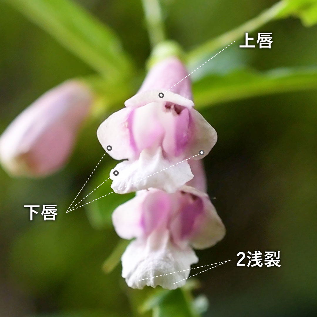 ジャコウソウ（花）