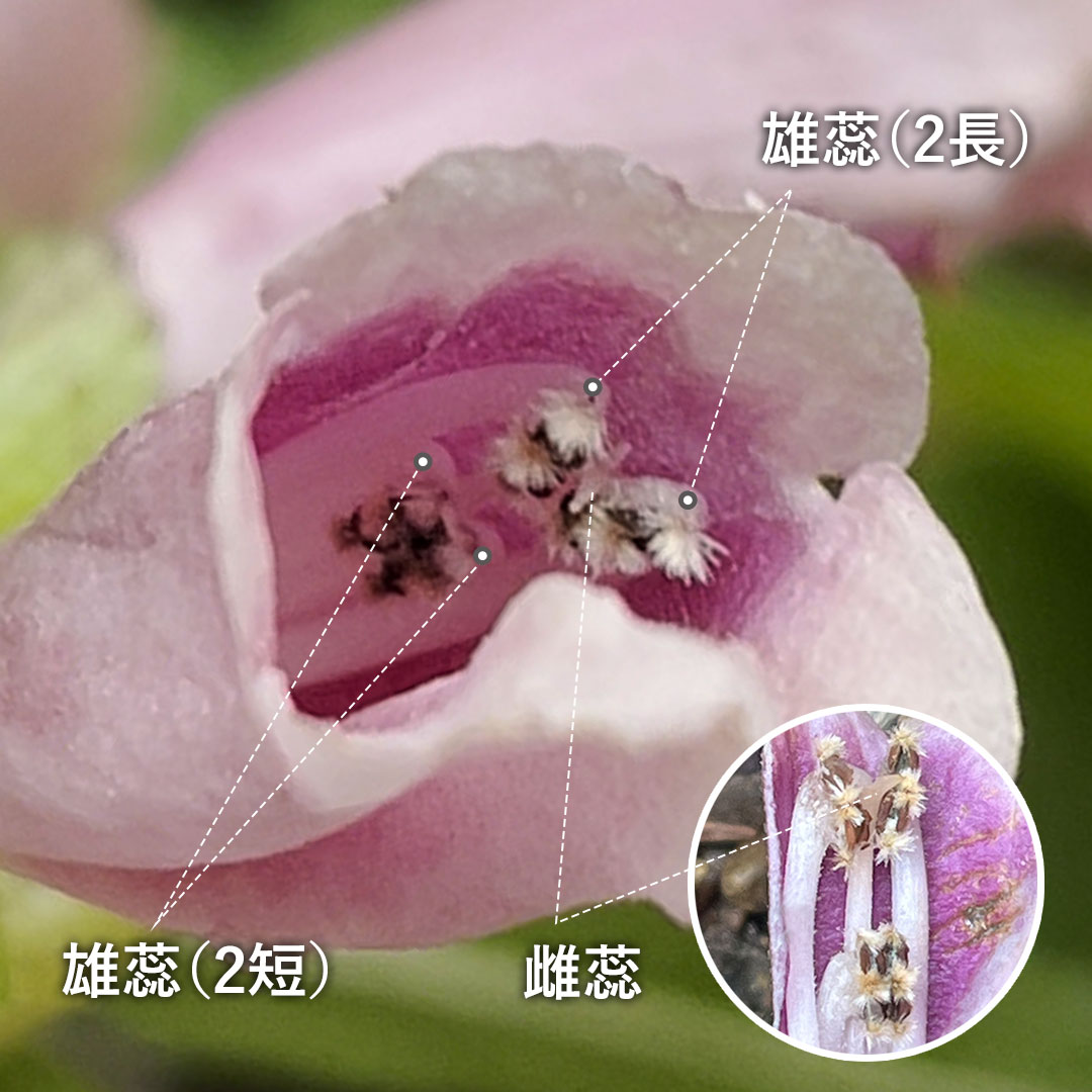 ジャコウソウ（花）