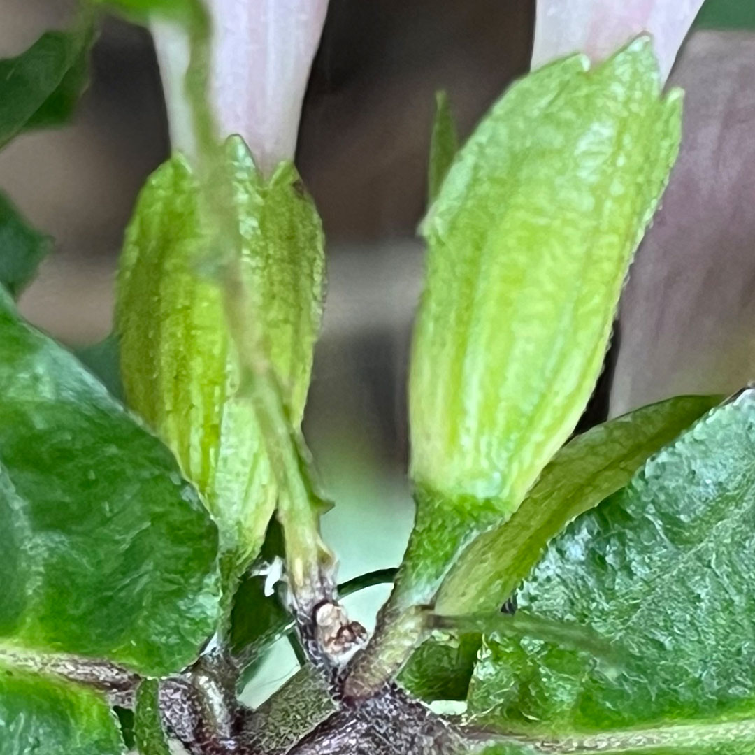 ジャコウソウ（萼）