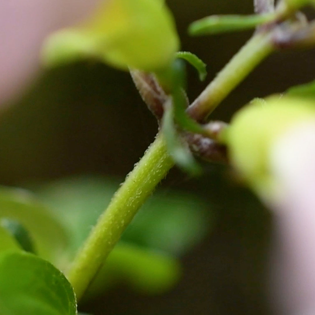 ジャコウソウ（茎）