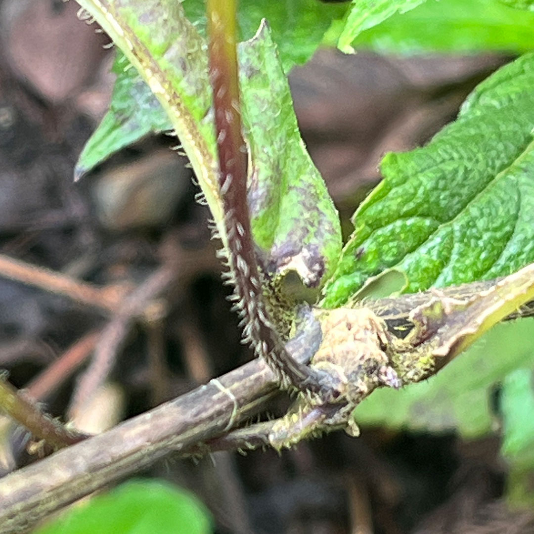 ジャコウソウ（茎）