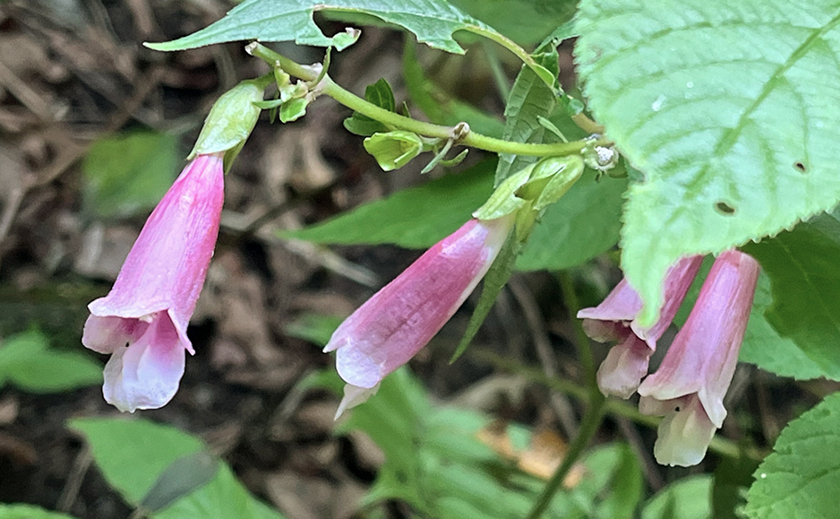 ジャコウソウ（花）