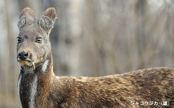 ジャコウジカ（雄）のイメージ