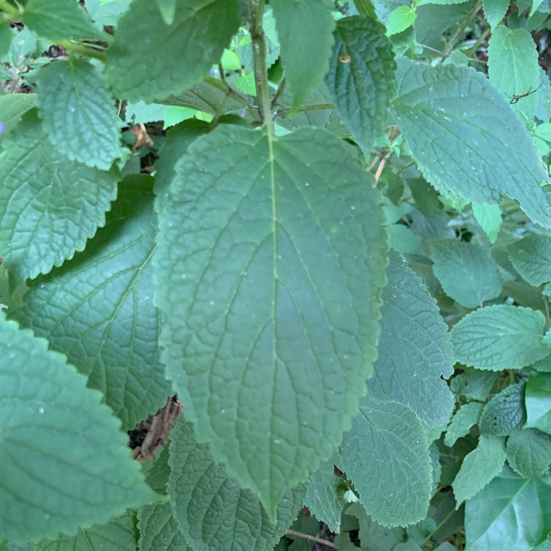 カリガネソウ（葉）