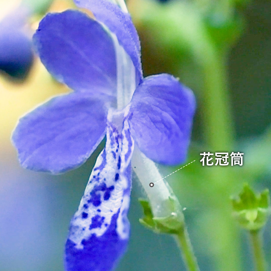 カリガネソウ（花）