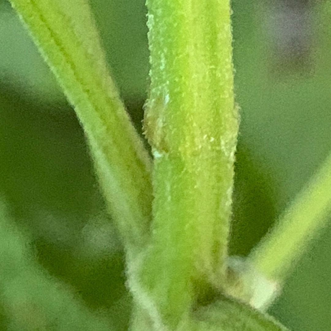 カリガネソウ（茎）