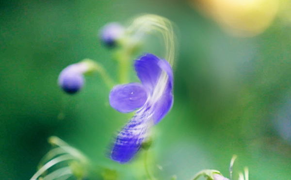 カリガネソウの花柄のイメージ