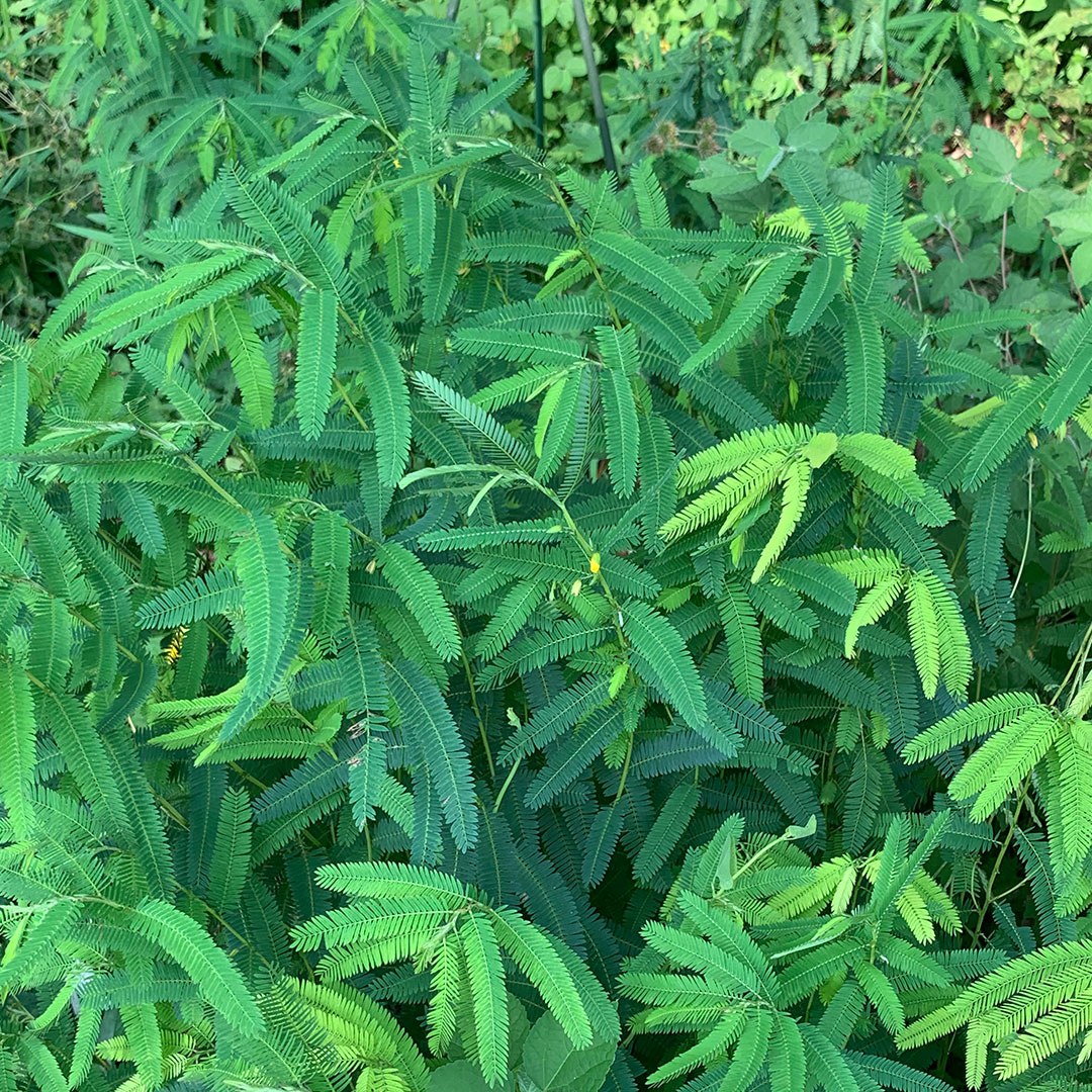 カワラケツメイ（全体）