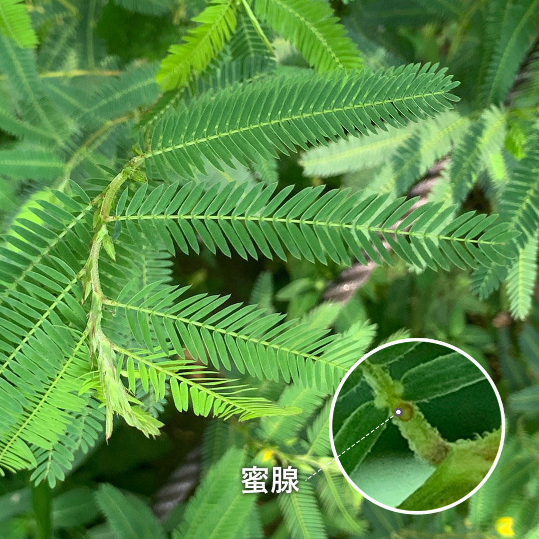 カワラケツメイ（葉）