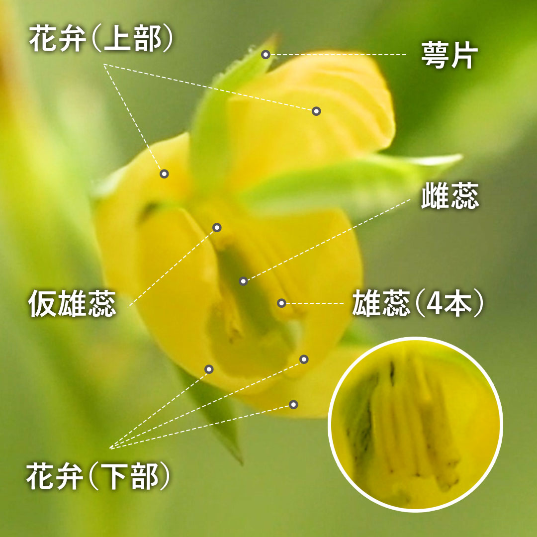 カワラケツメイ（花）