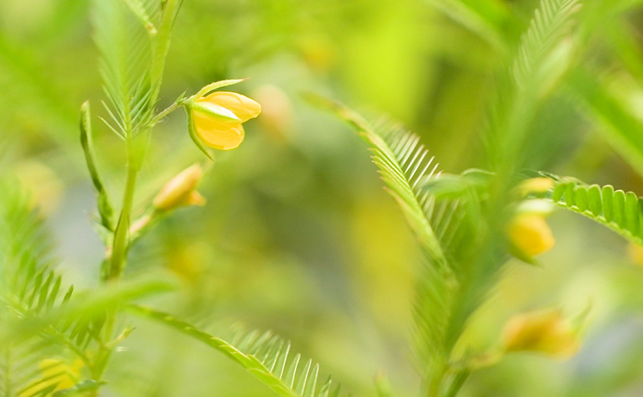 カワラケツメイ（花）