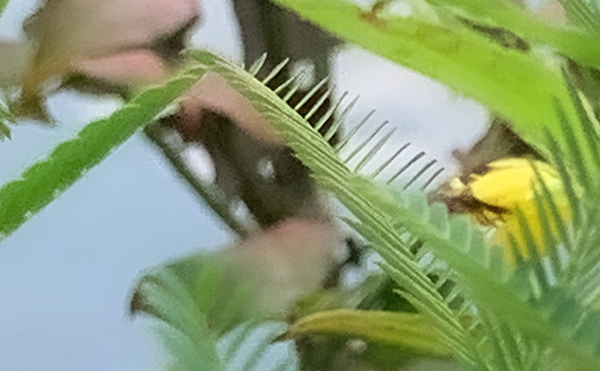 ハチ類による採紛イメージ