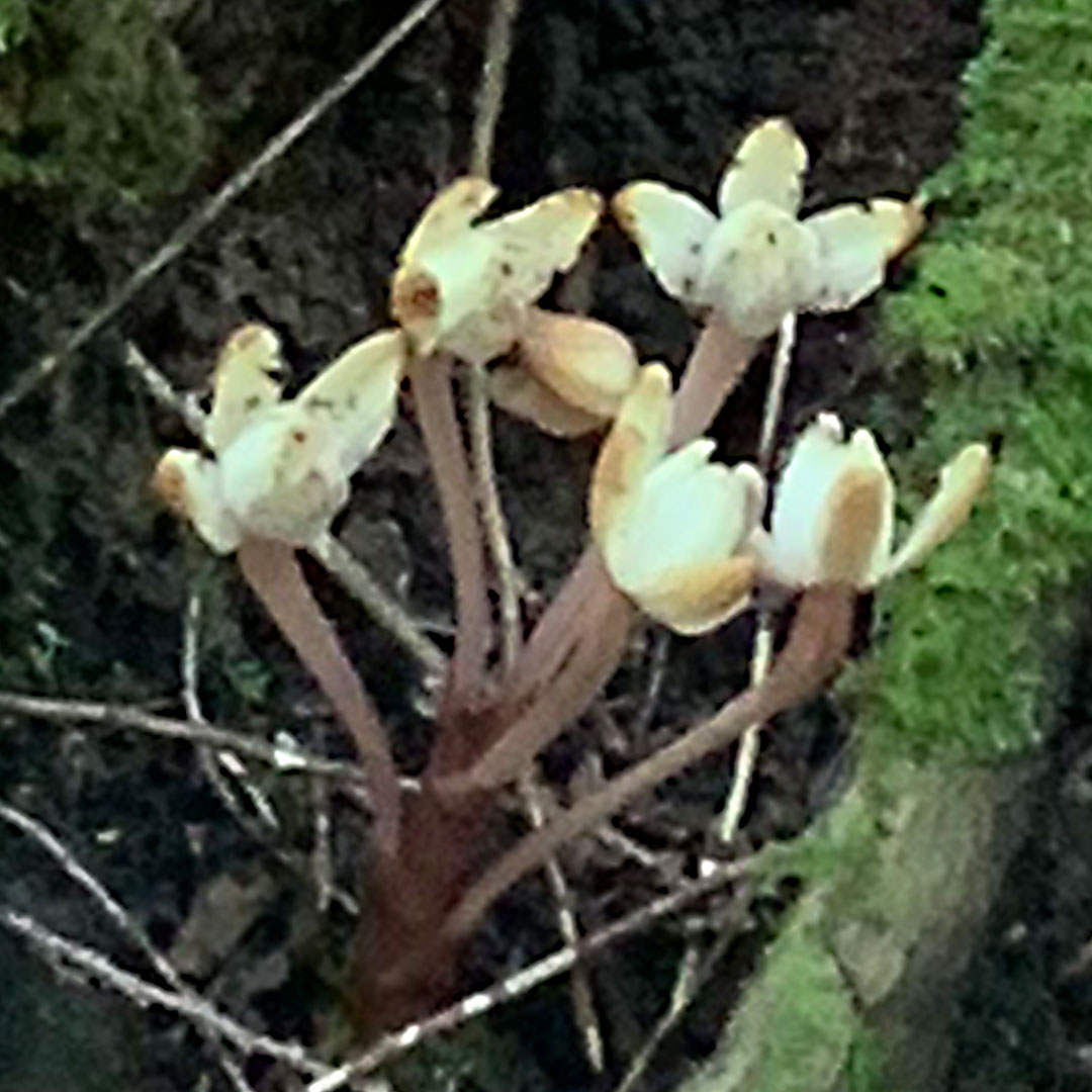 キバナノショウキラン（全体）