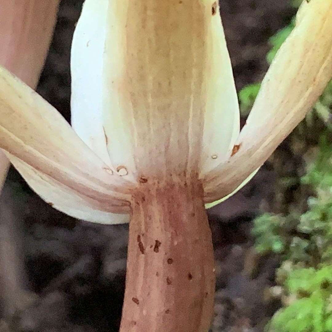 キバナノショウキラン（副萼）