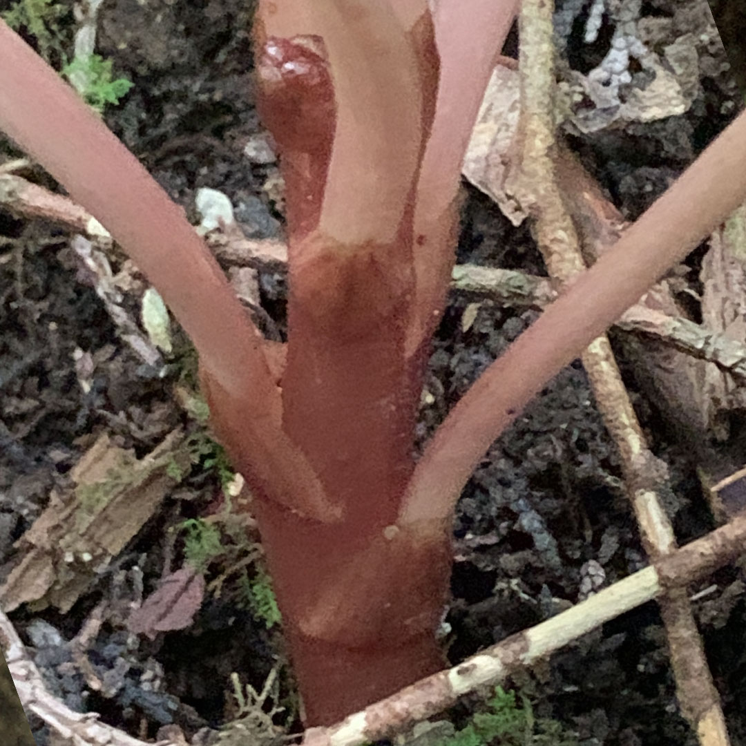 キバナノショウキラン（花茎と苞葉）