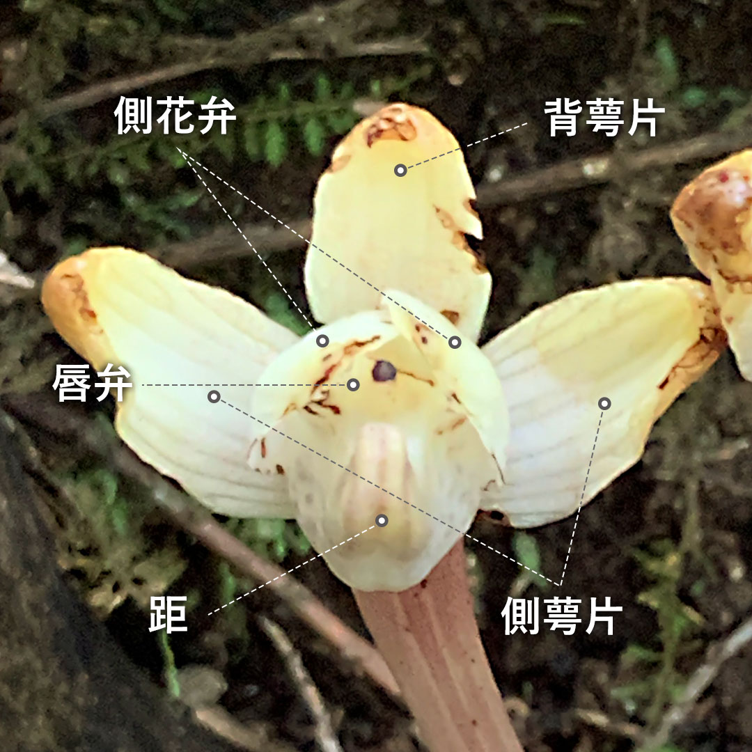 キバナノショウキラン（花）