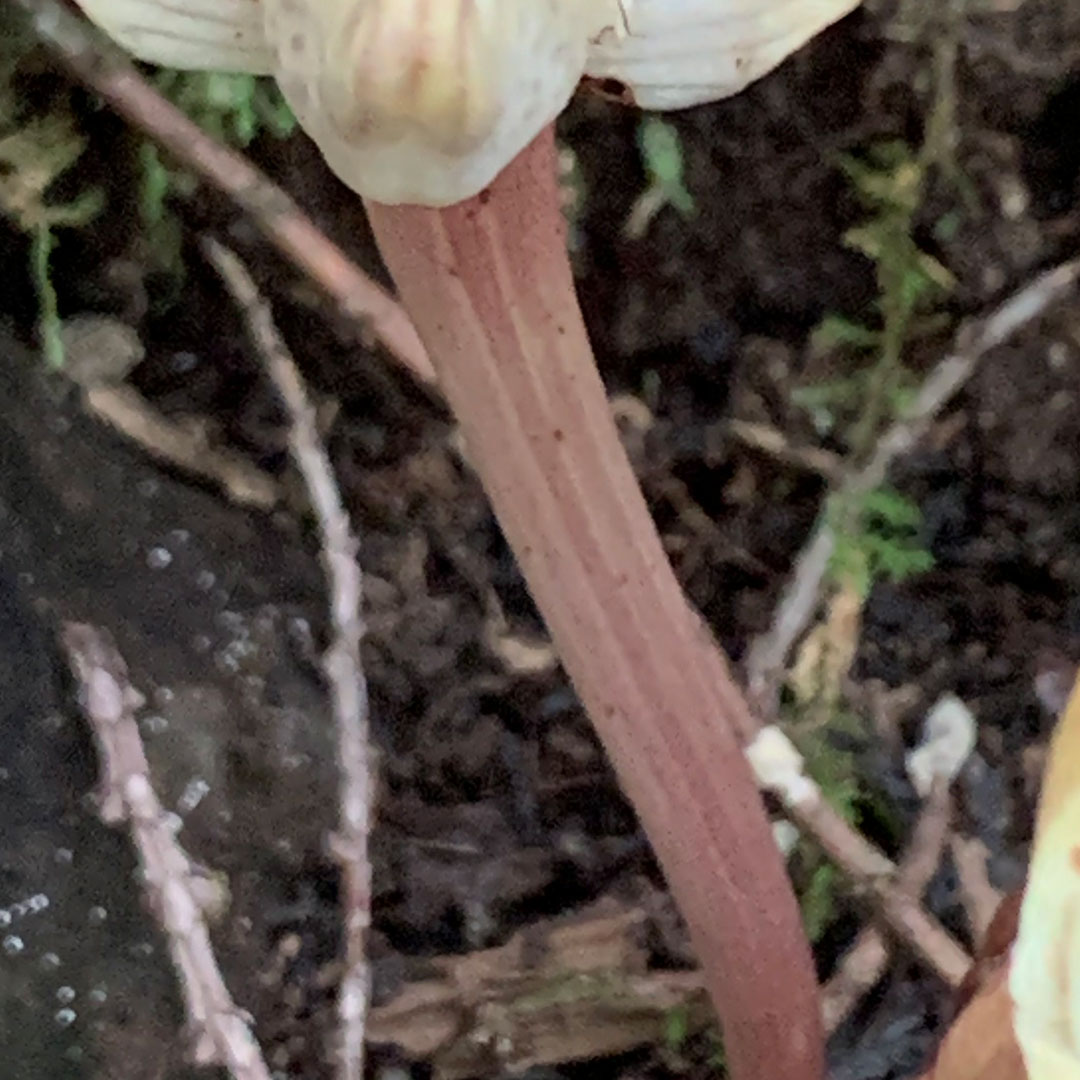 キバナノショウキラン（花柄＋子房）