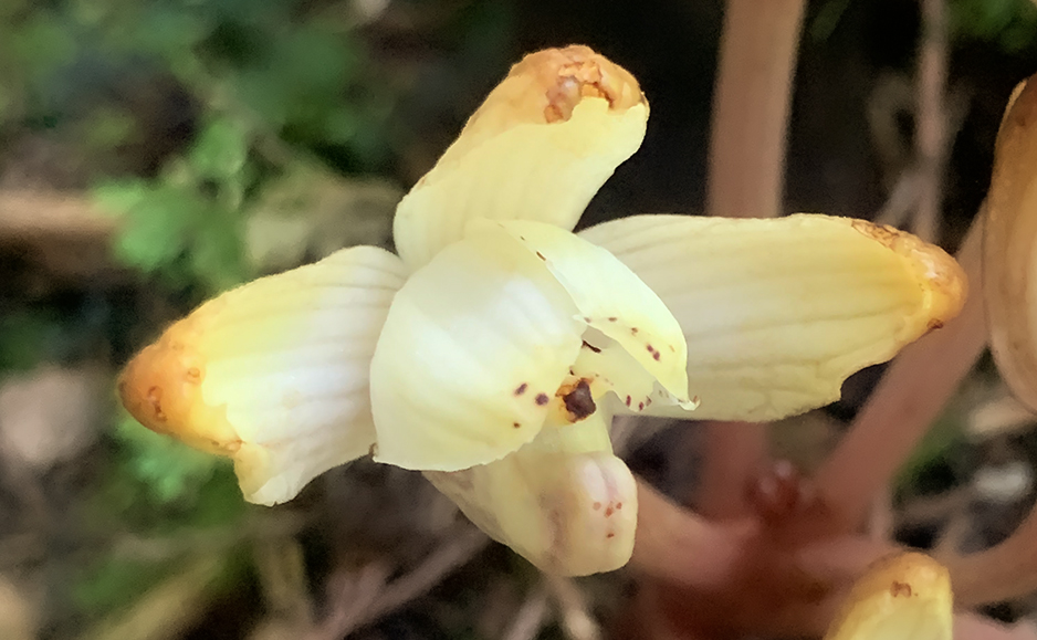 キバナノショウキラン（花）