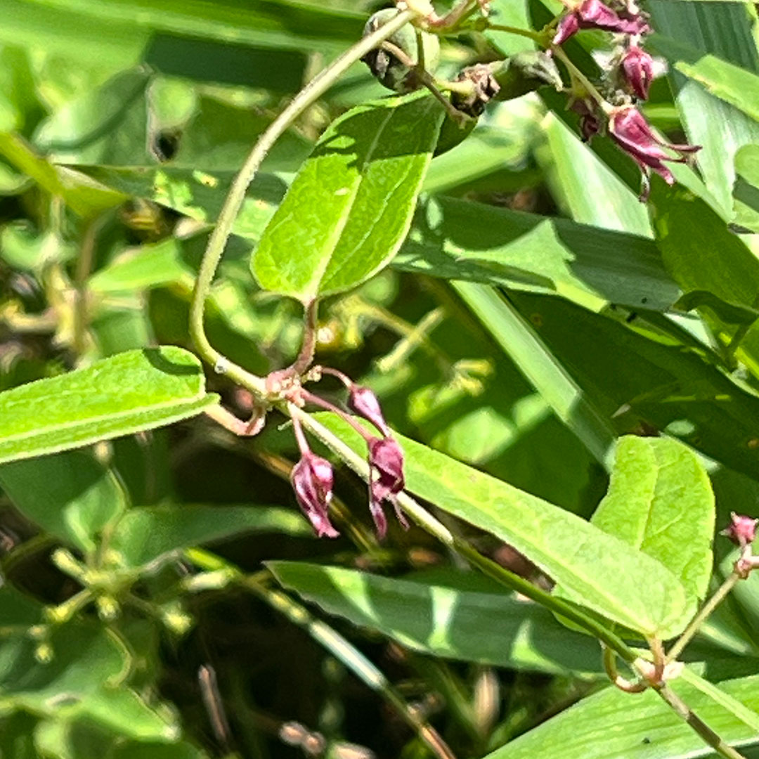 コバノカモメヅル（葉）