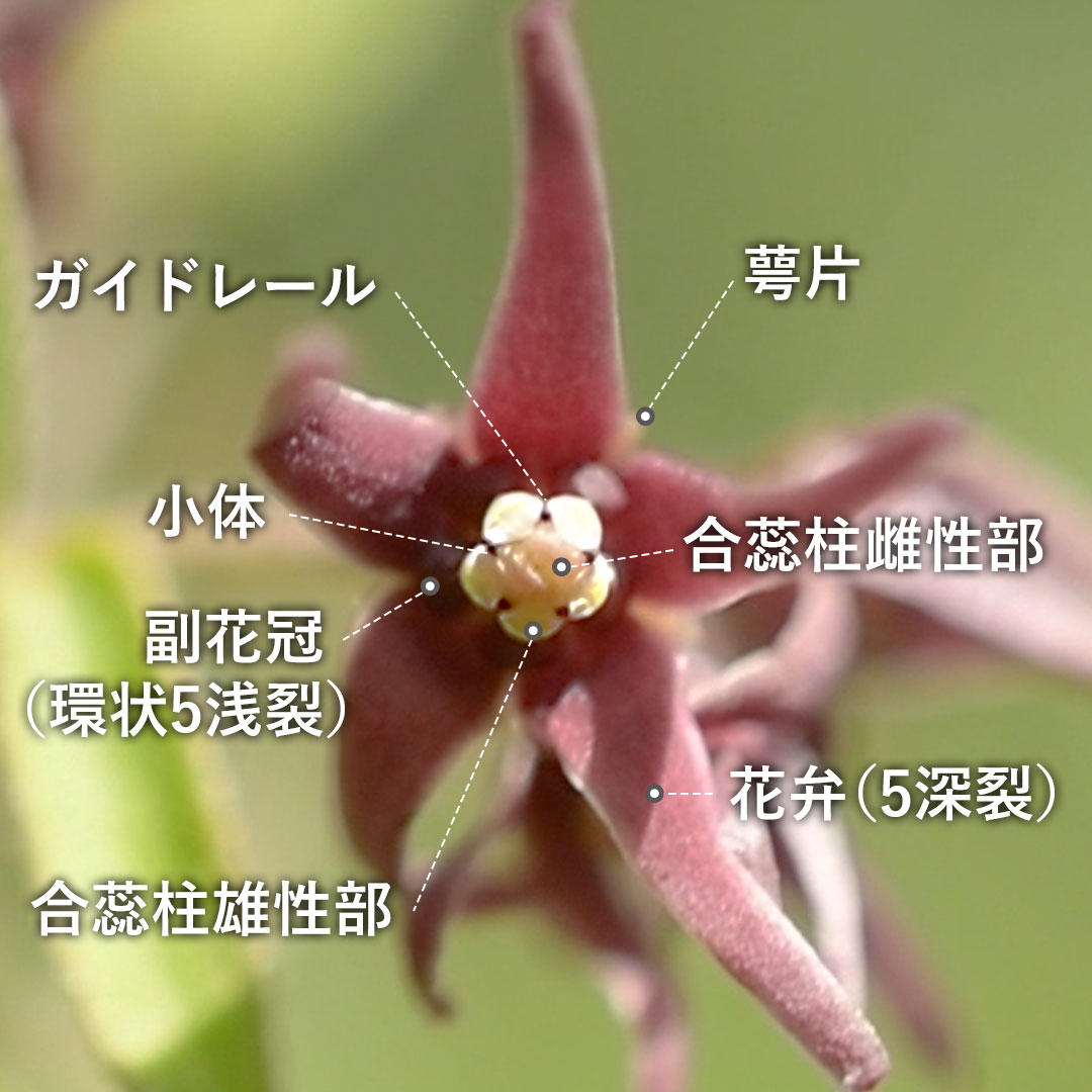 コバノカモメヅル（花）