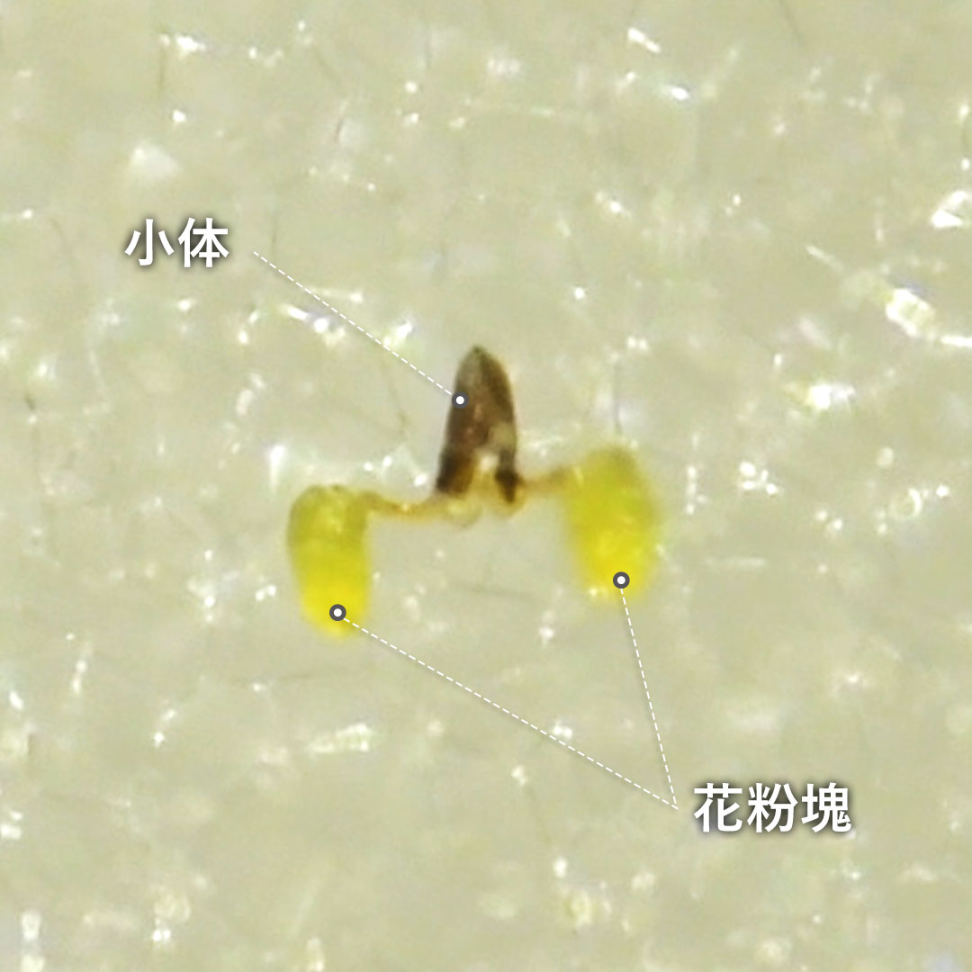 コバノカモメヅ（ポリナリウム）