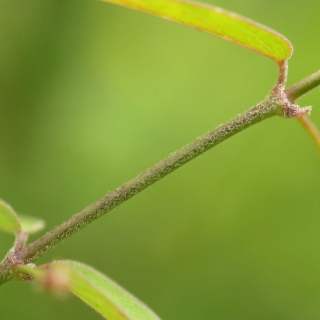 コバノカモメヅル（茎）