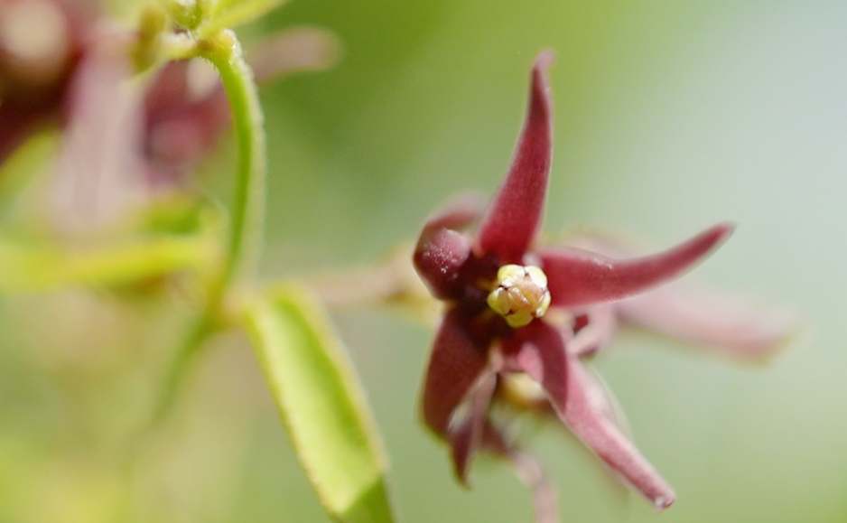 コバノカモメヅル（花）