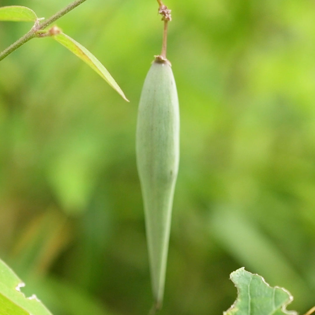 コバノカモメヅル（実）