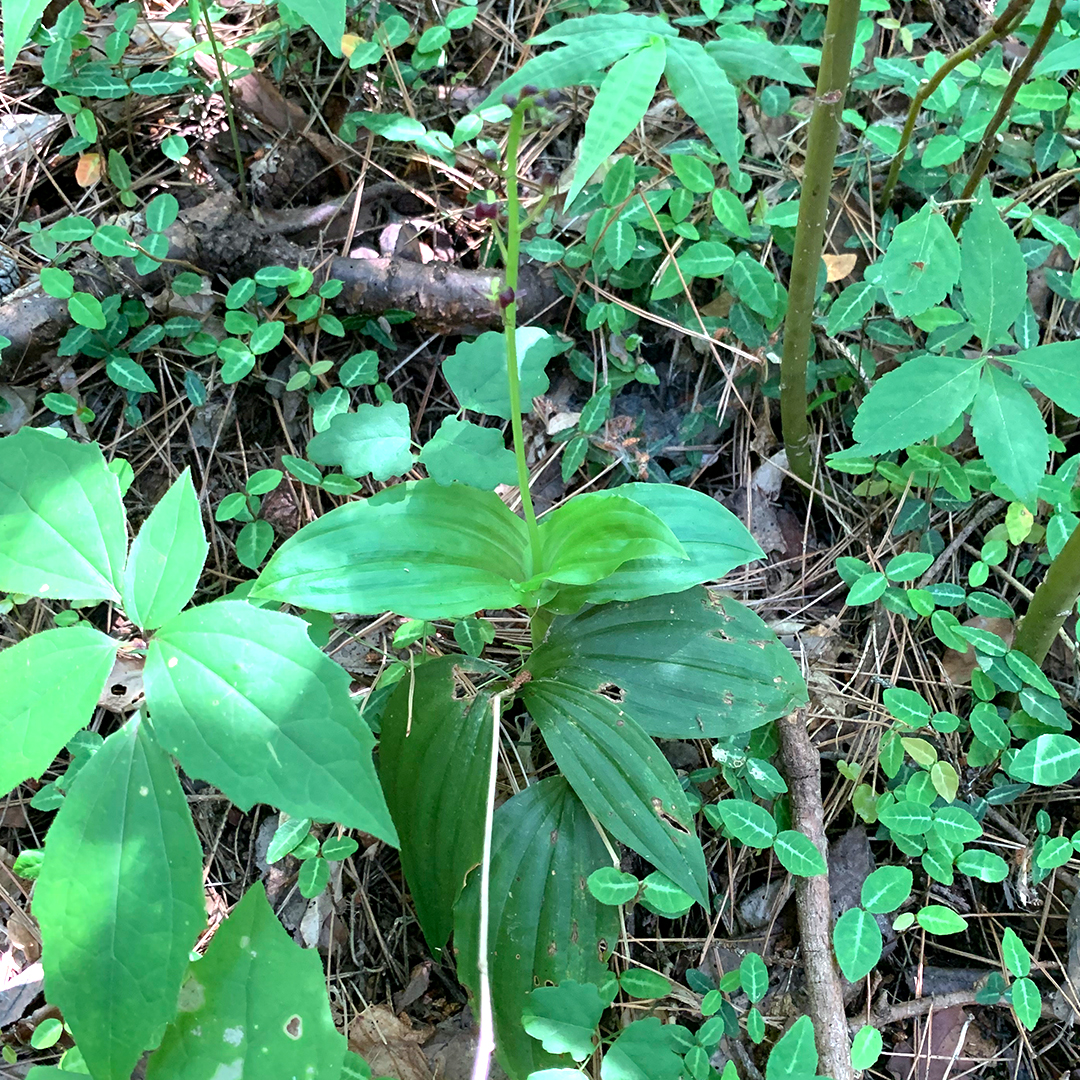 コクラン（全体）