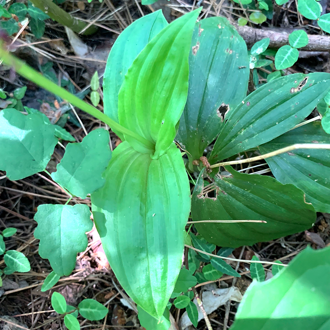 コクラン（葉）