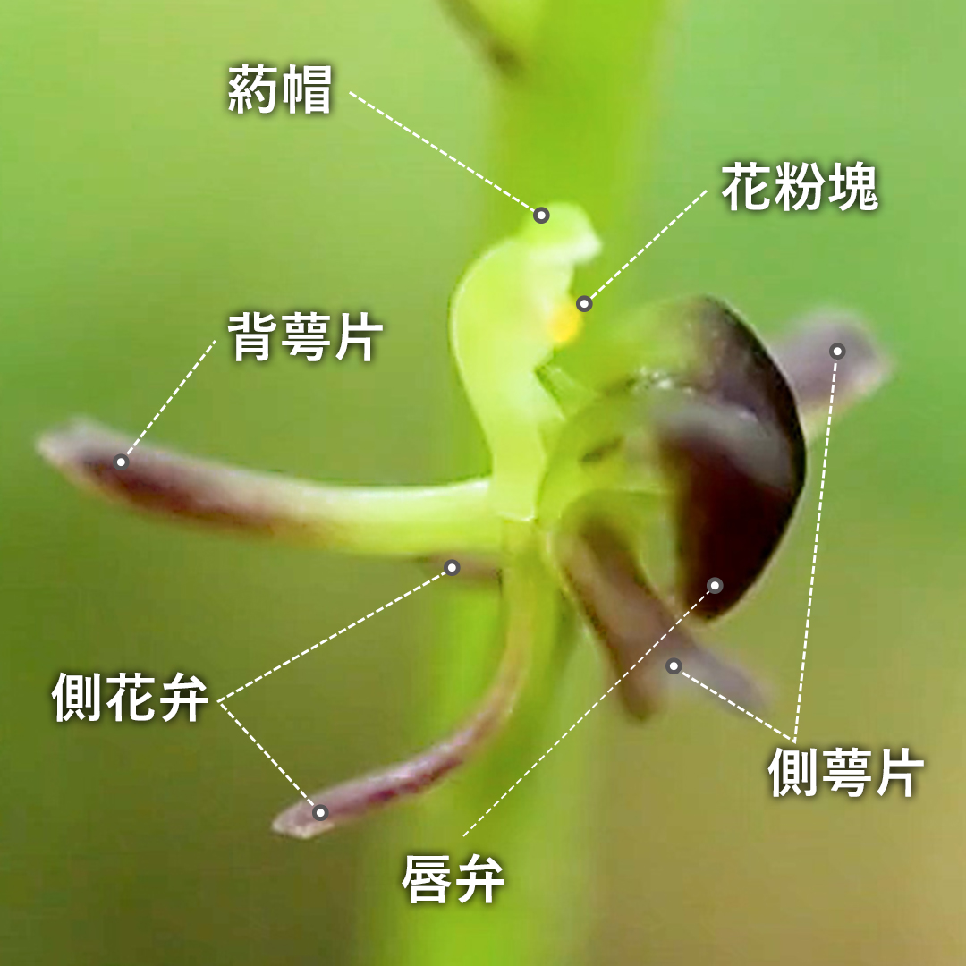 コクラン（花）