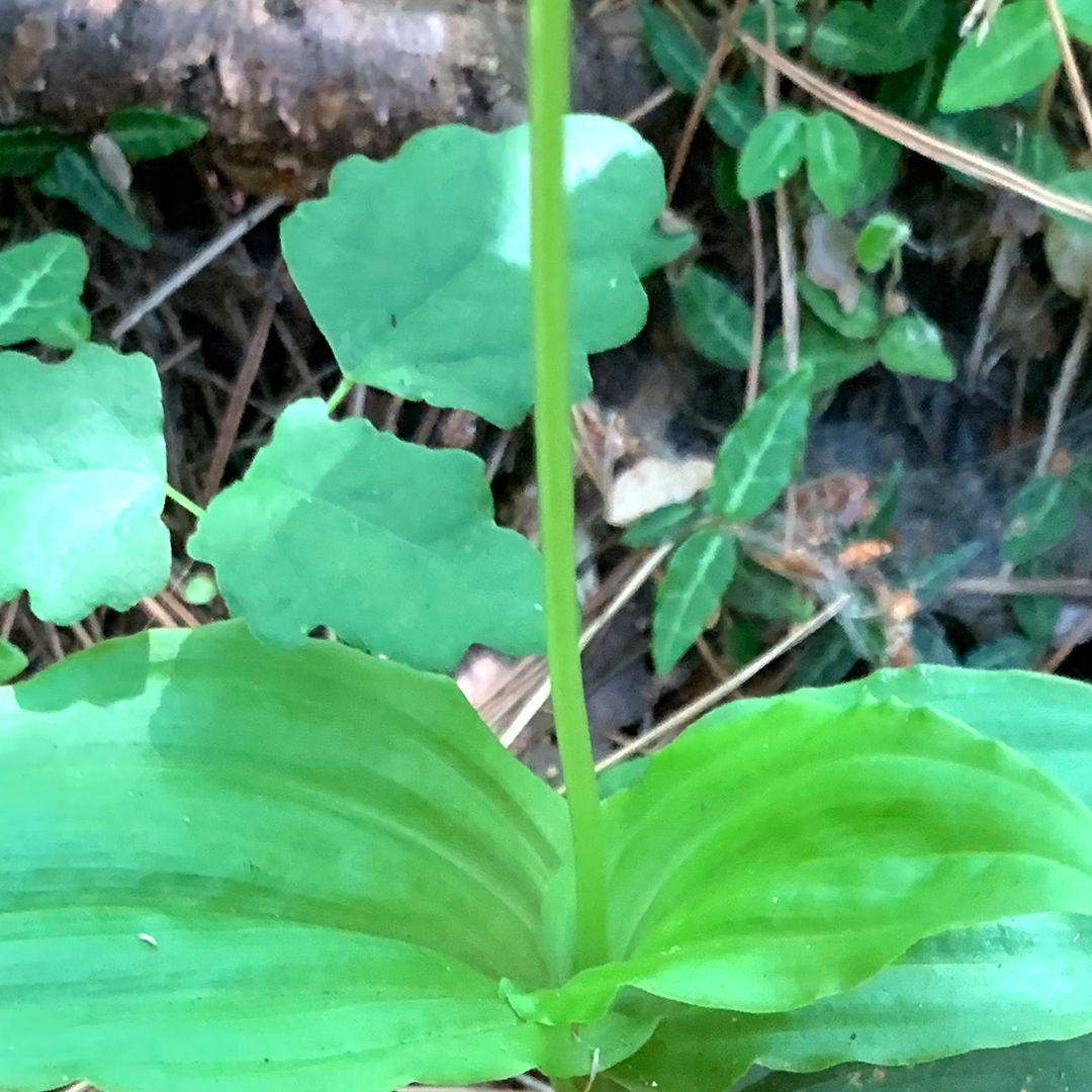 コクラン（花茎）