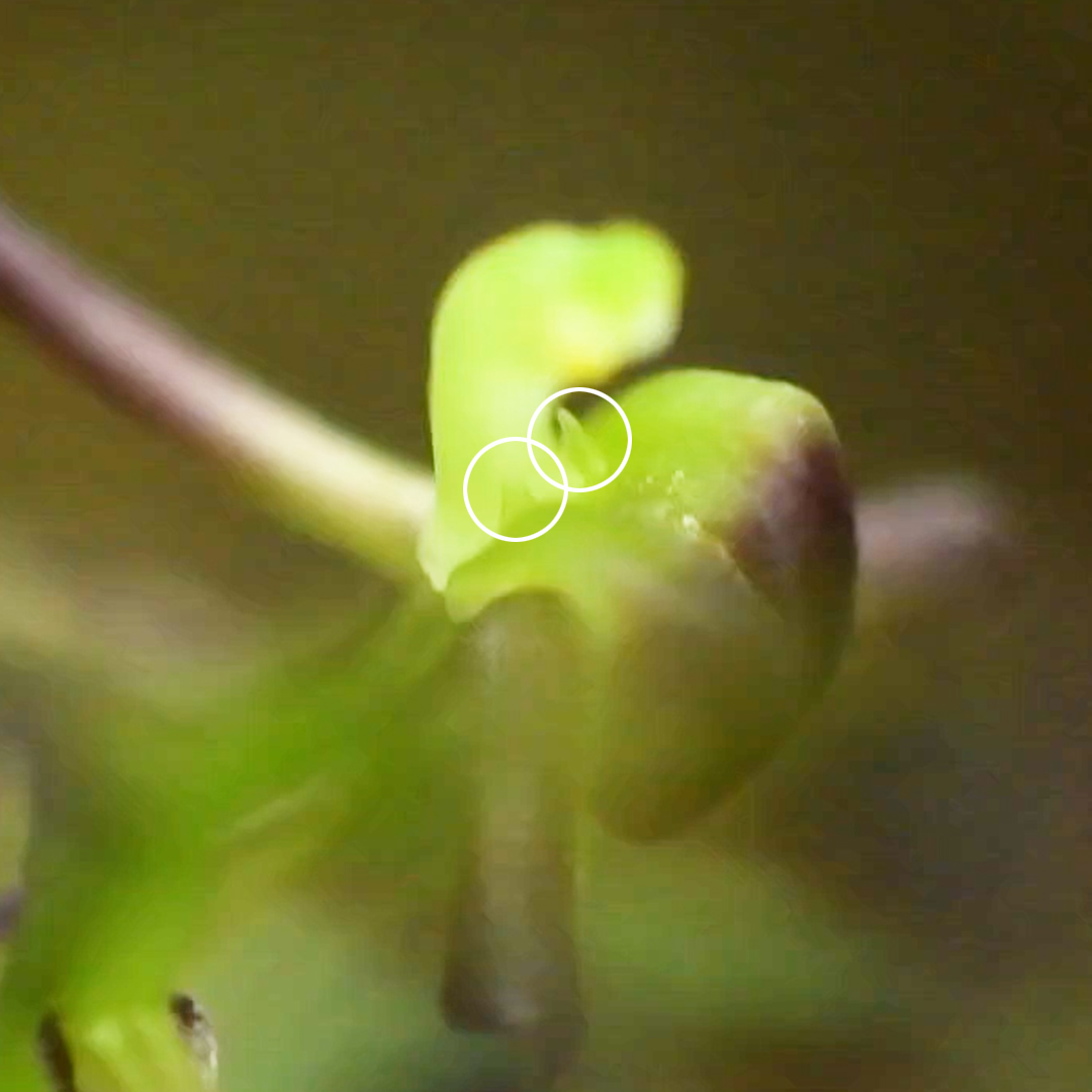 コクラン（唇弁）