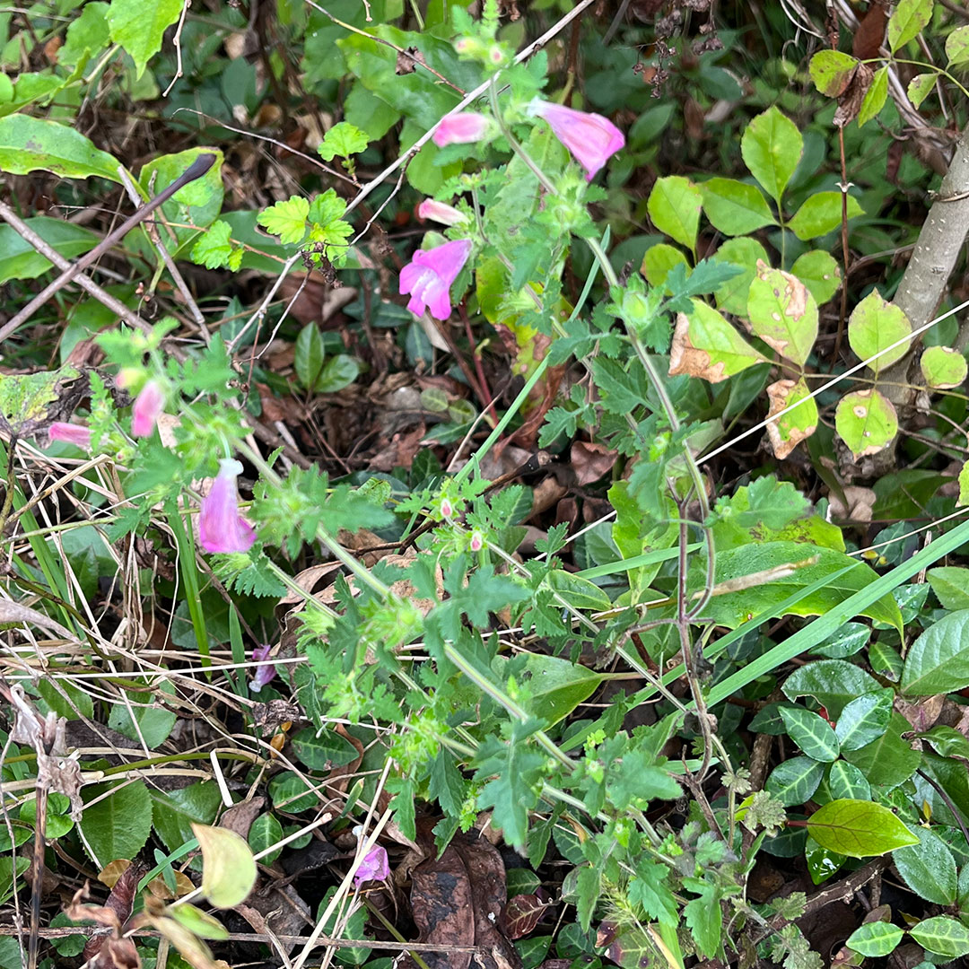 コシオガマ（全体）