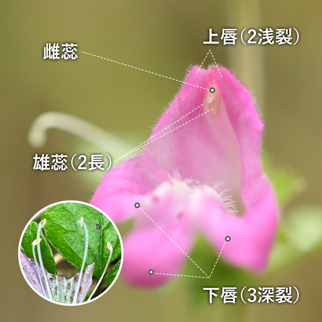 コシオガマ（花）