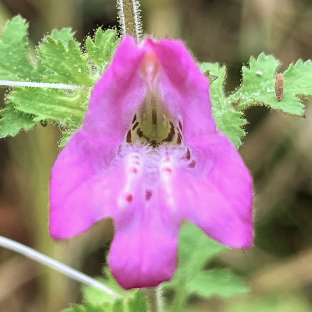 コシオガマ（花）
