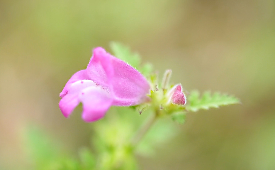 コシオガマ（花）