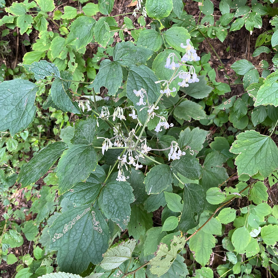 クサボタン(全体)