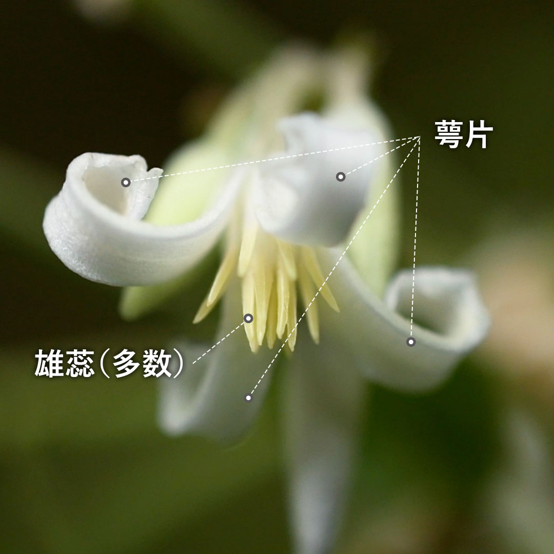 クサボタン(雄花)