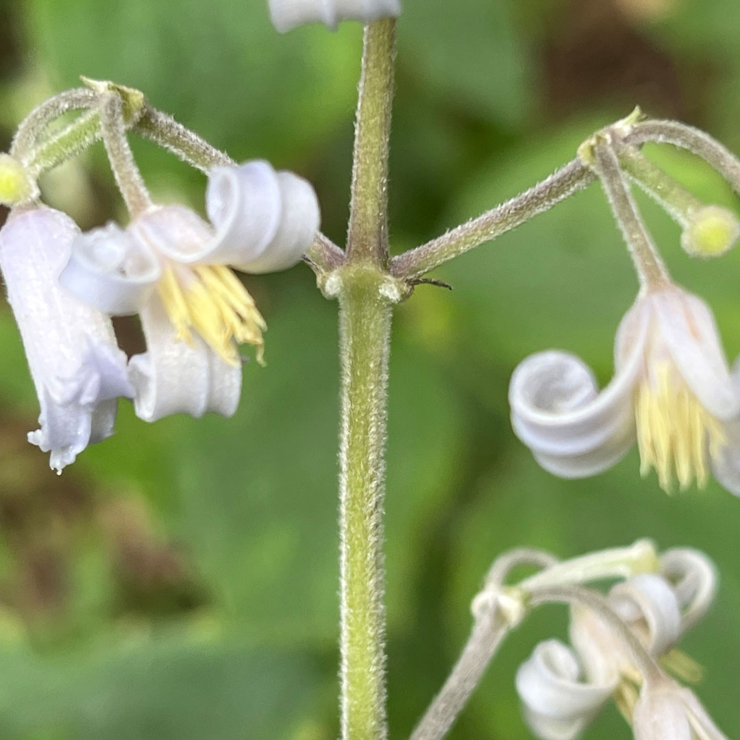 クサボタン(茎)