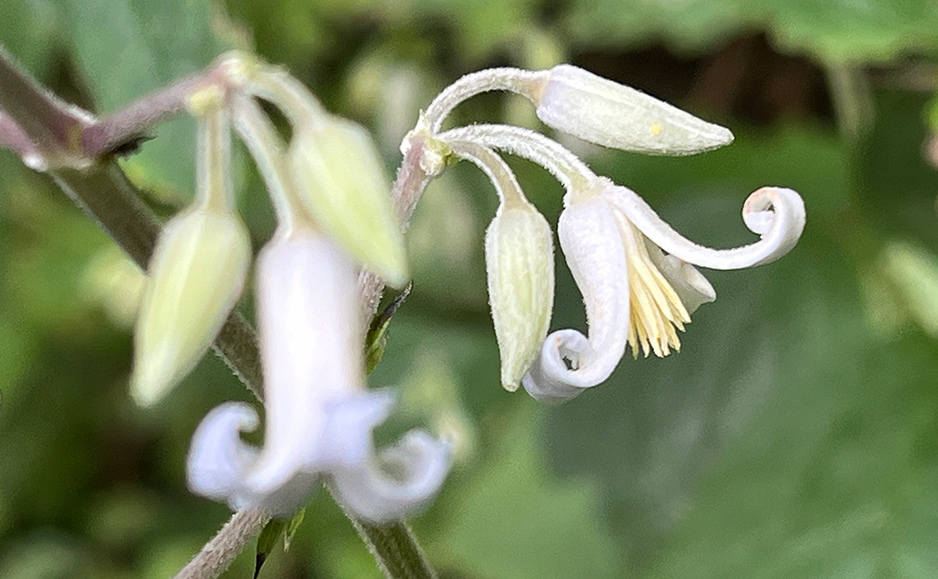 クサボタン（花）