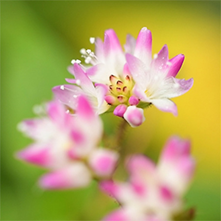 ミゾソバ（花）